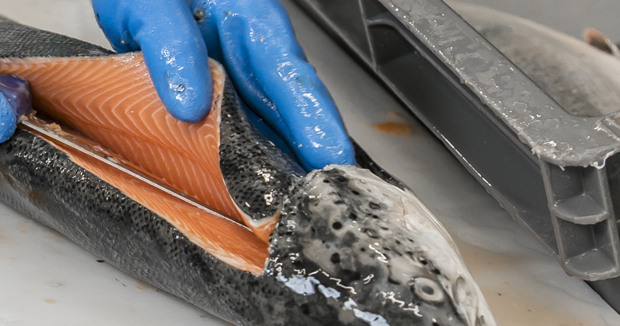 Fileteur Boulogne Sur Mer