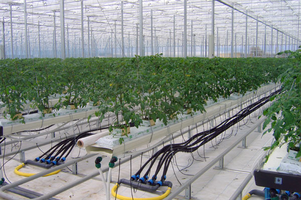 tomate hors sol serre