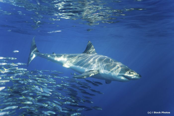 requin-blanc-istockphoto-2-c
