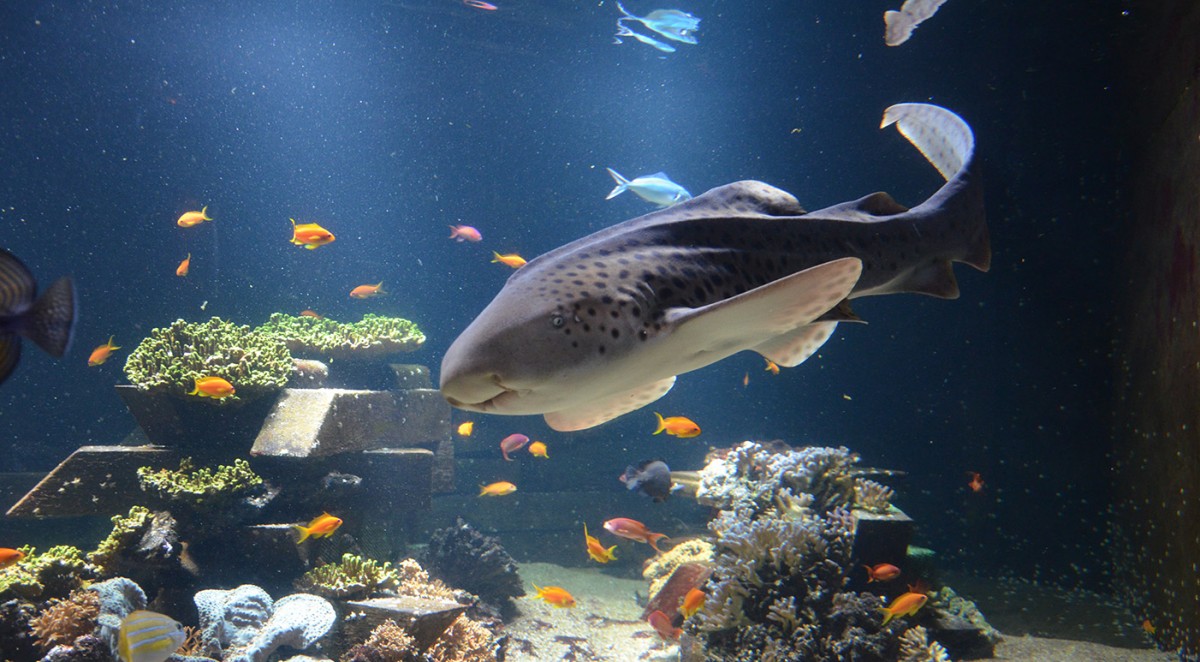 Nausicaa-Requin-zebre