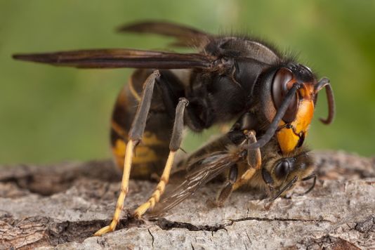 4640226_7_c4a3_frelon-d-asie-decapitant-une-abeille_3952154741144e42fe9930e234c7f9ea