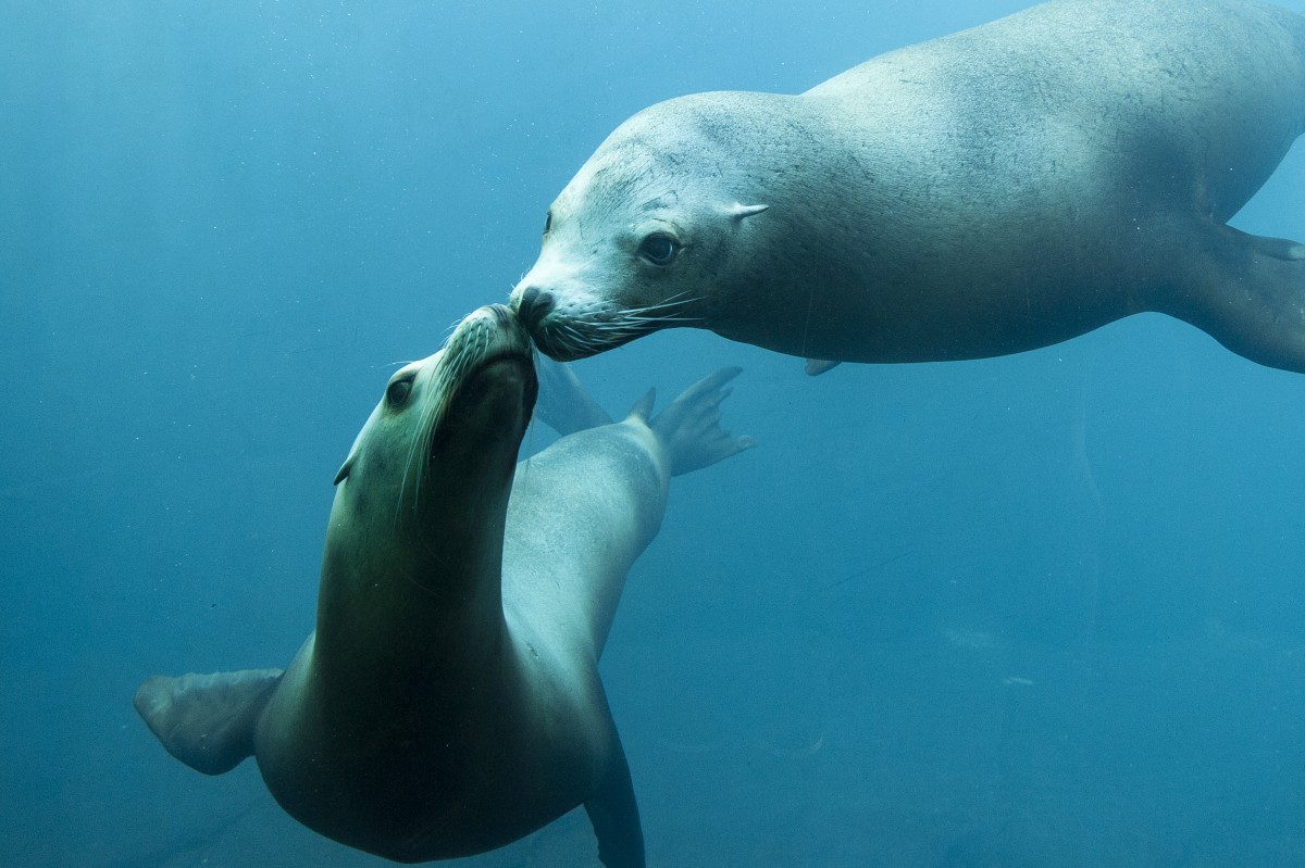otaries-sous eau-A-Rosenfeld (5)