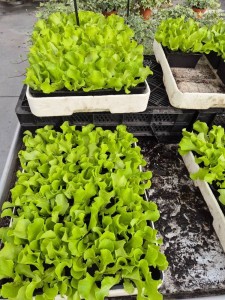 531403585_1329872125809505_851841993680834022_n